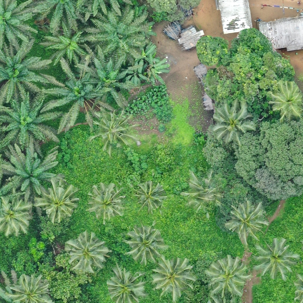 Palm Trees Example Image